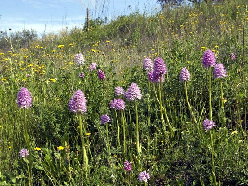 Orchis italica