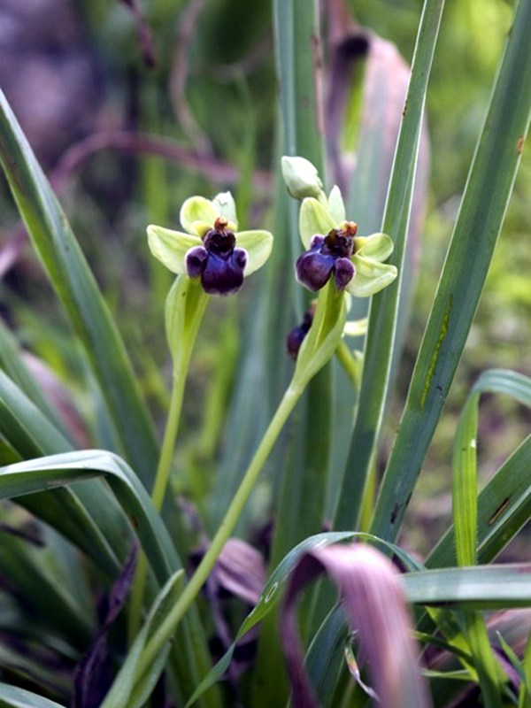 Ophrys bombyliflora