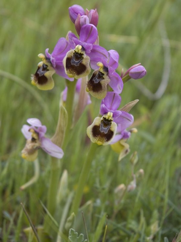 Ophrys tenthredinifera