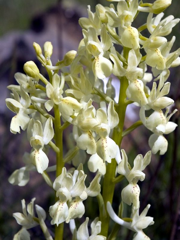 Orchis provincìalis